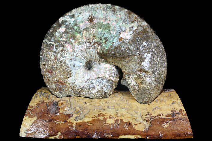 Iridescent Hoploscaphites Ammonite With Wood Stand - SD #93144